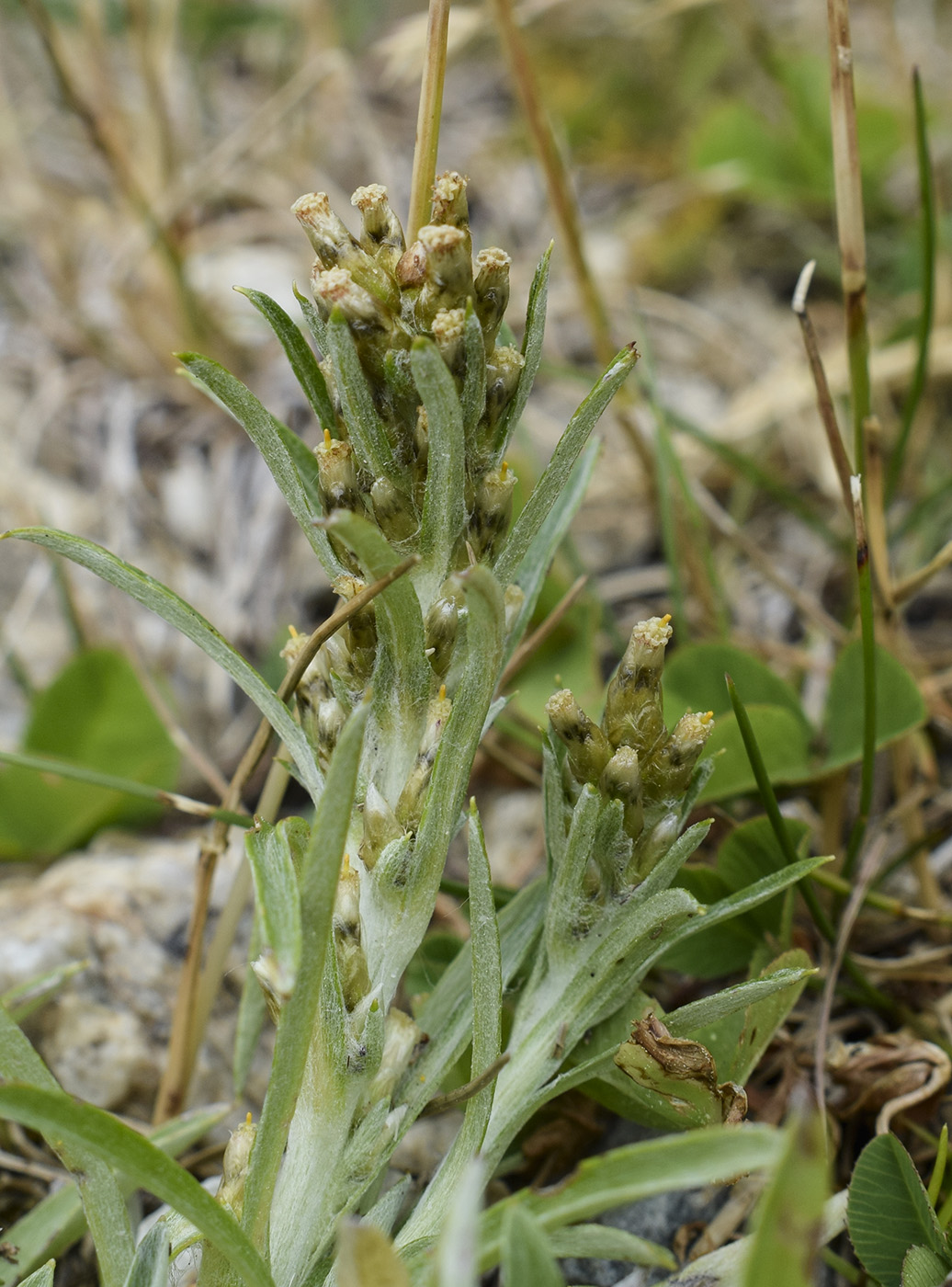 Image of Omalotheca supina specimen.