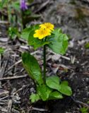Caltha palustris