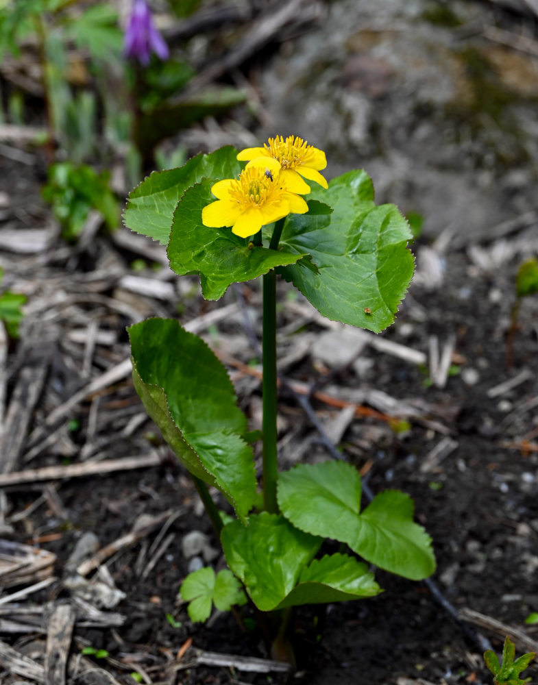 Изображение особи Caltha palustris.