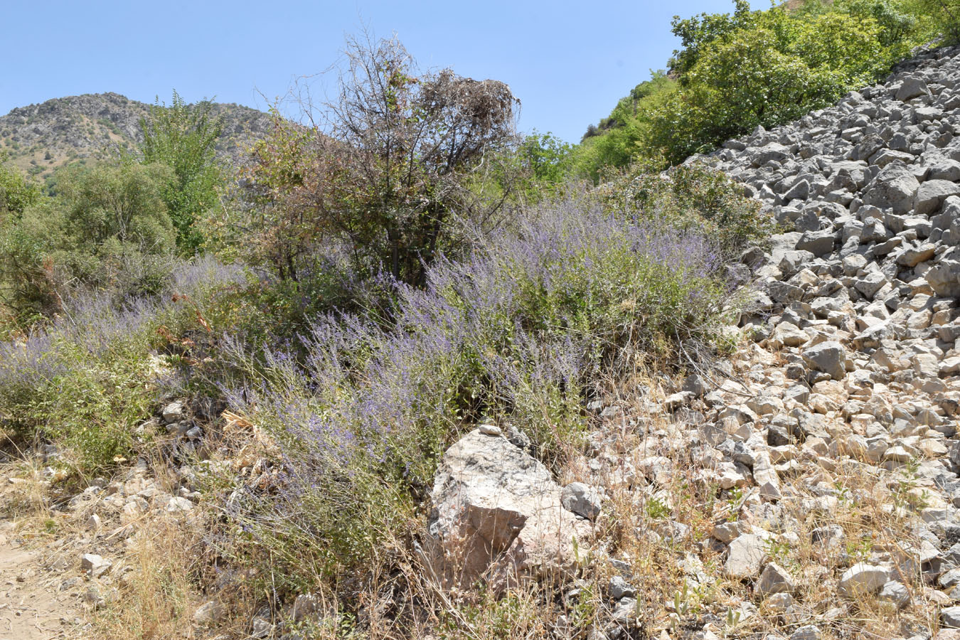 Image of Perovskia scrophulariifolia specimen.