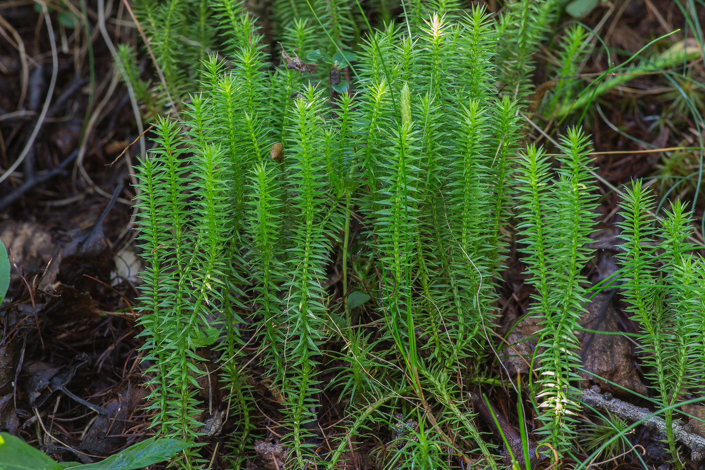 Изображение особи Lycopodium annotinum.