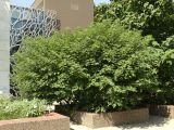 Broussonetia papyrifera