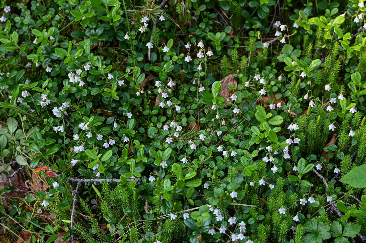 Image of Linnaea borealis specimen.