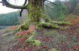 Смотреть изображение род Quercus