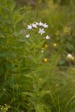 Gadellia lactiflora. Верхушка цветущего растения (гипохромная морфа). Карачаево-Черкесия, Карачаевский р-н, Большой Кавказ, правый борт ущелья Кичкинекол в р-не тропы подъёма на Поляну крокусов, ≈ 2260 м н.у.м., субальпийский луг. 22.07.2023.