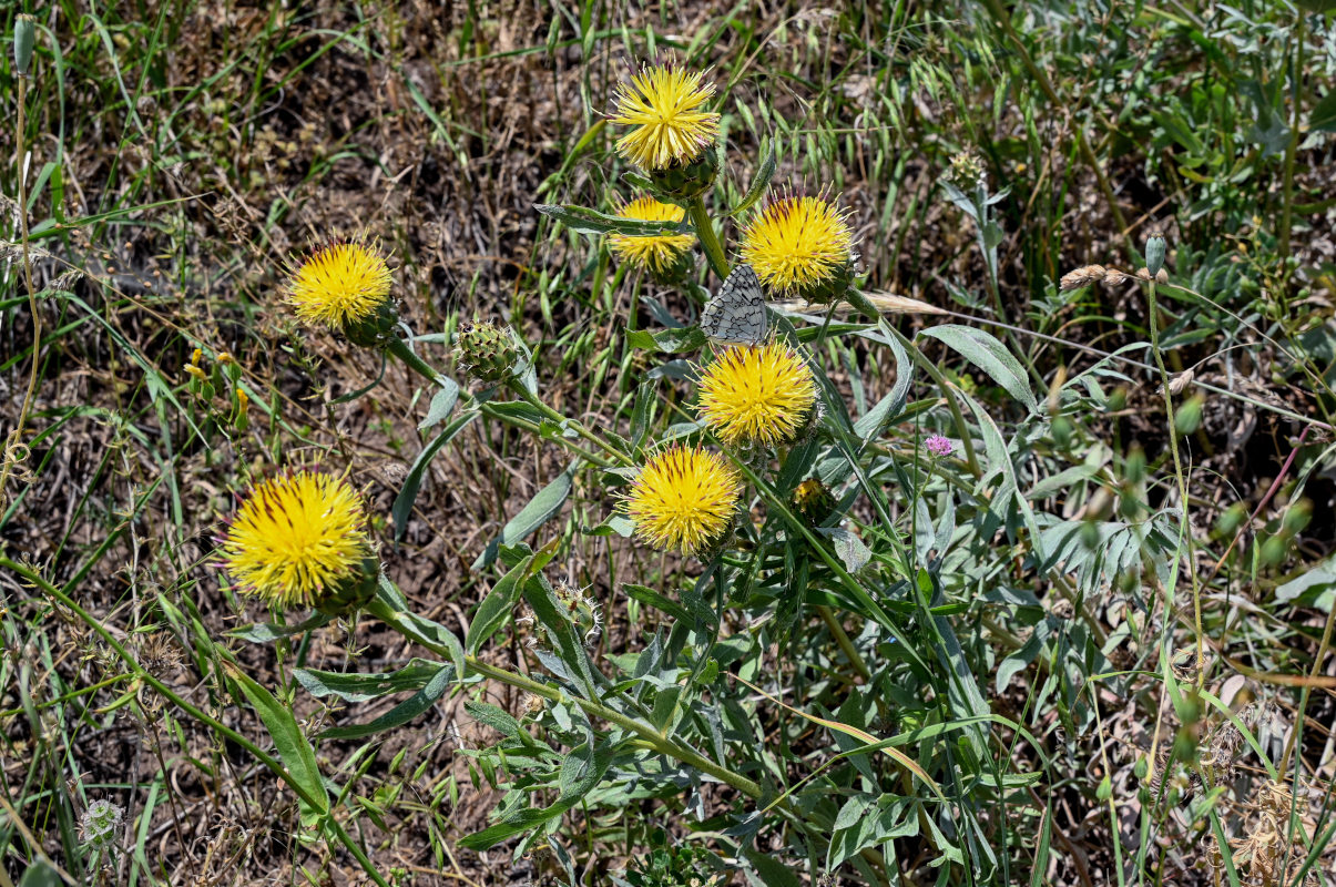 Image of Tomanthea spectabilis specimen.