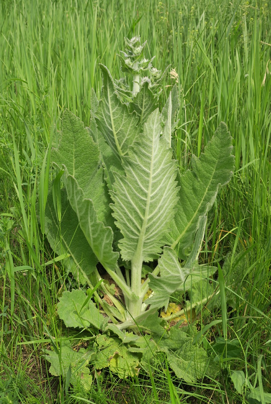 Image of Salvia aethiopis specimen.