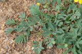 Potentilla semiglabra