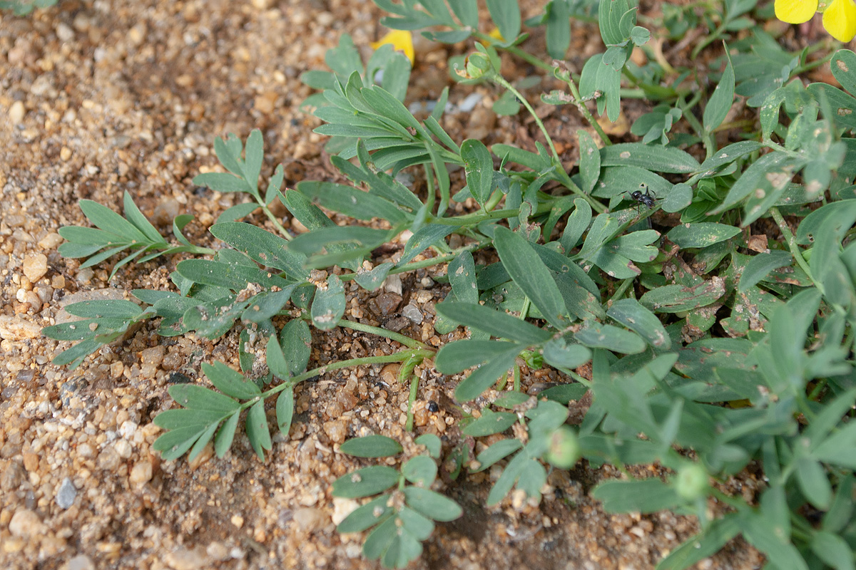 Изображение особи Potentilla semiglabra.