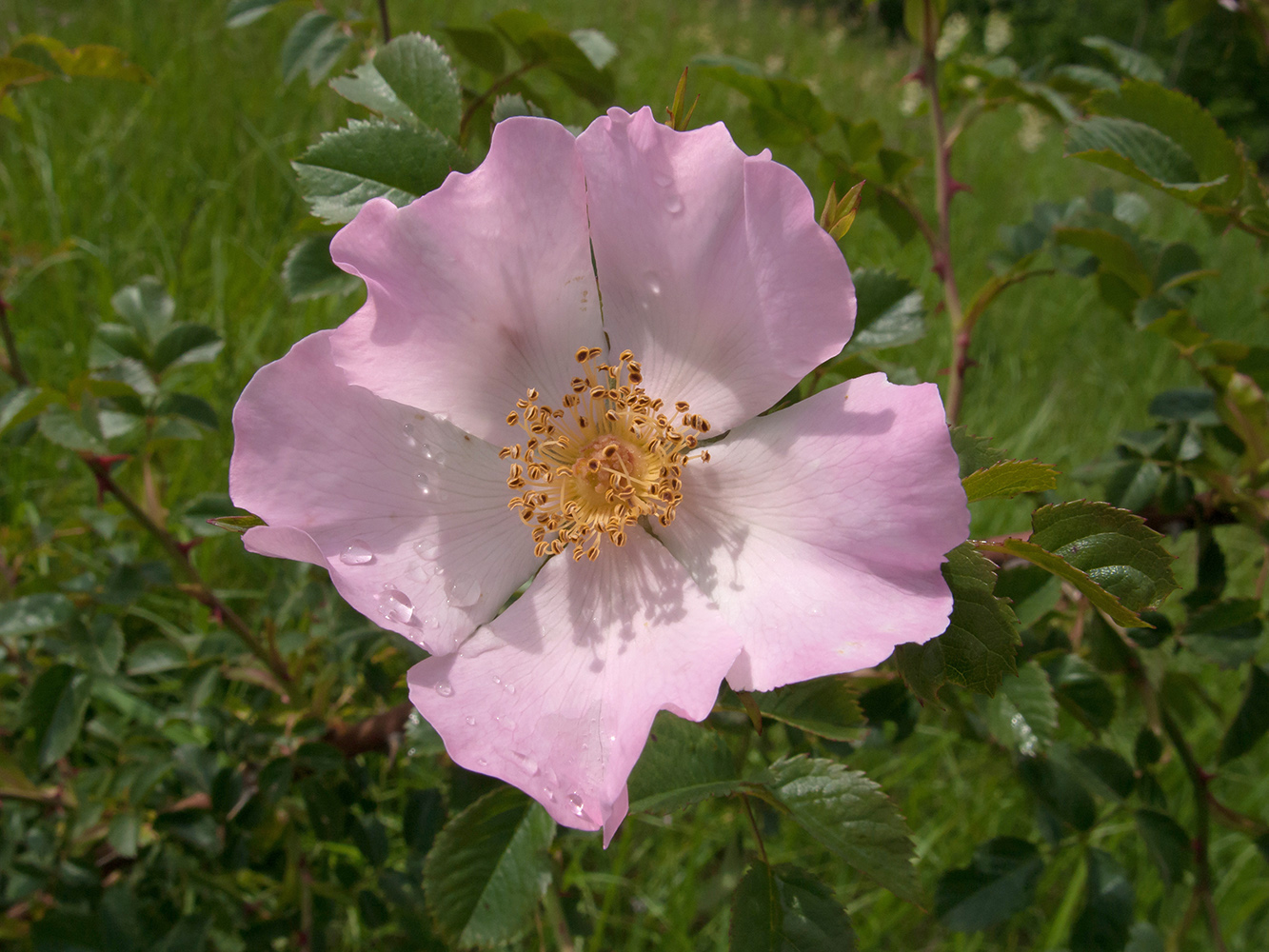 Image of genus Rosa specimen.