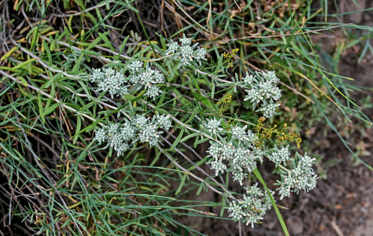 Image of Teucrium capitatum specimen.