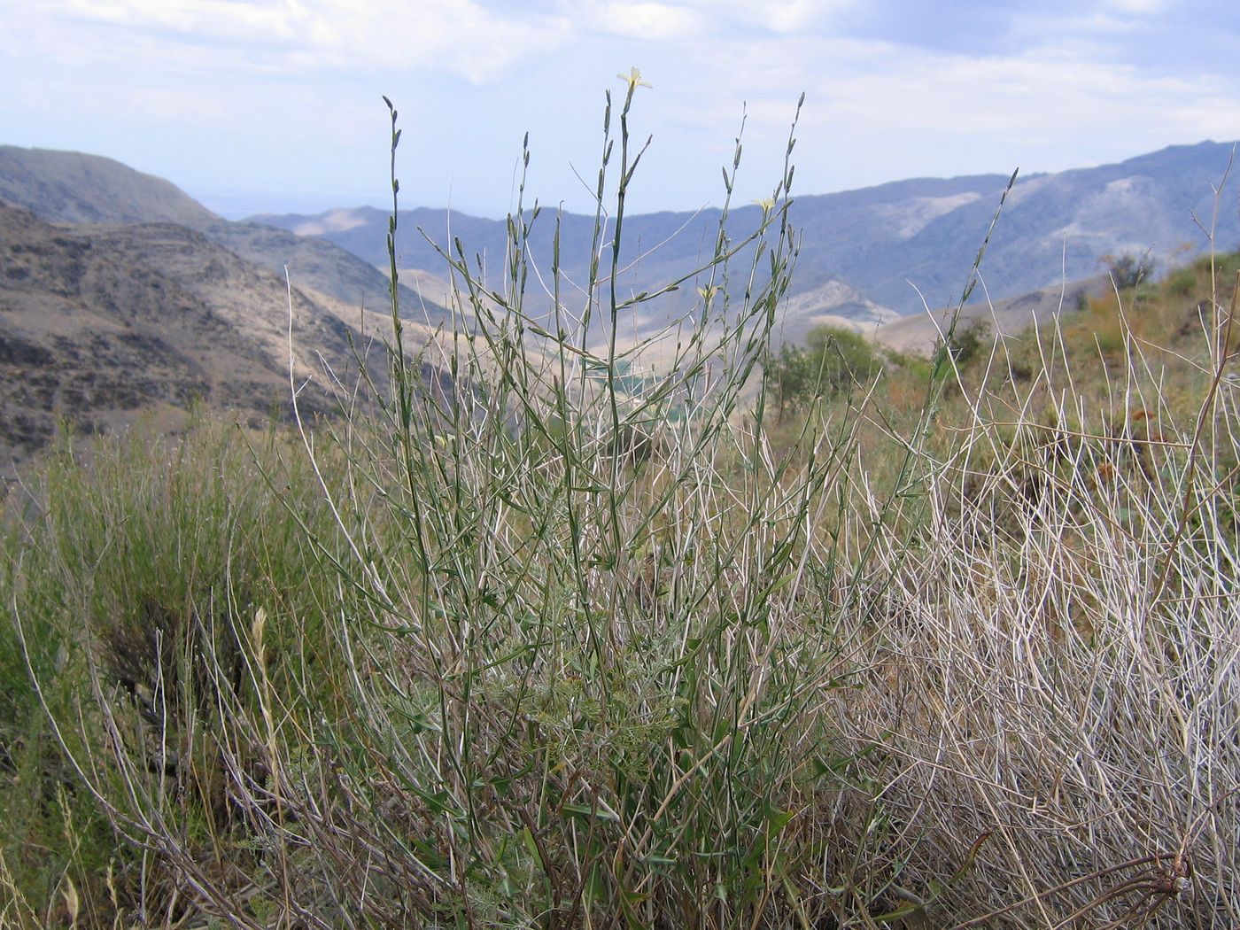 Image of Scariola orientalis specimen.