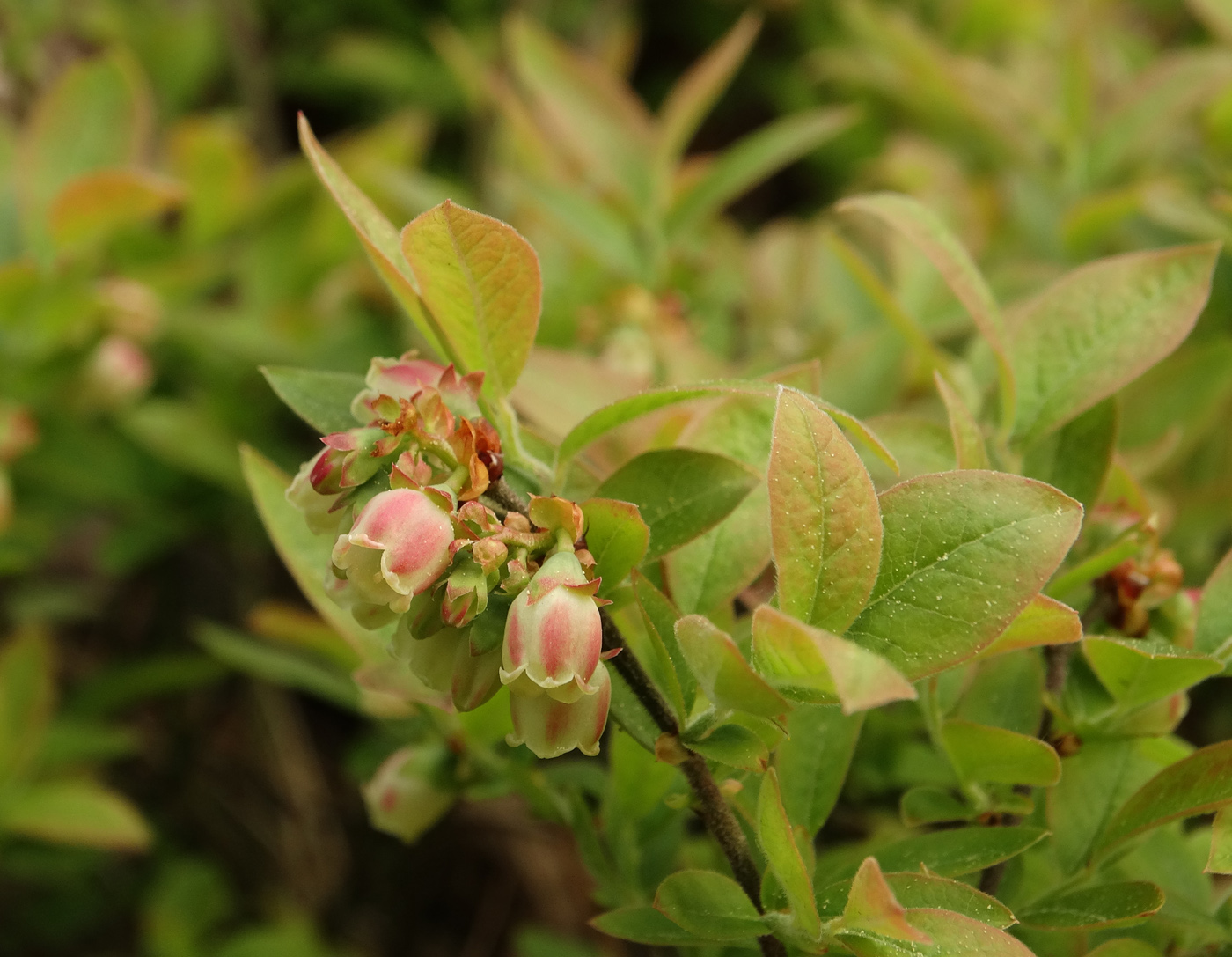 Изображение особи Vaccinium myrtilloides.