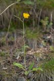 genus Hieracium. Цветущее растение. Карачаево-Черкесия, Карачаевский р-н, Большой Кавказ, левый борт долины реки Кетмала, ≈ 2470 м н.у.м., сосновый лес 31.07.2023.