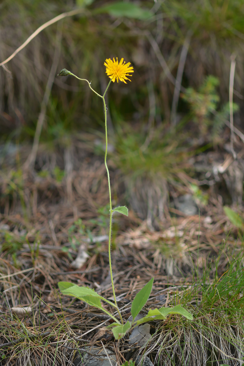 Изображение особи род Hieracium.