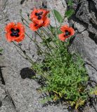 genus Papaver