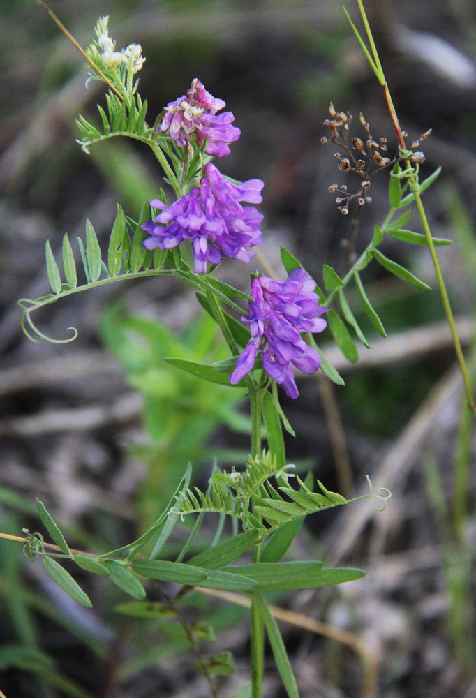 Image of Vicia cracca specimen.