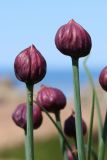 Allium schoenoprasum. Верхушки побегов с развивающимися соцветиями. Ленинградская обл., Ломоносовский р-н, окр. Шепелёвского маяка близ прожекторной станции; п-ов Каравалдай, берег Финского залива, каменистый марш. 10.06.2023.