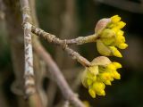 Cornus mas