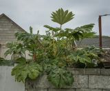 Tetrapanax papyrifer. Плодоносящее растение. Абхазия, Гагрский р-н, с. Лдзаа, частное подворье. 13.04.2024.