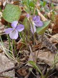 Viola sacchalinensis. Цветущее растение (справа - серёжка Populus davidiana). Хабаровский край, окр. г. Комсомольск-на-Амуре, смешанный лес. 11.05.2024.