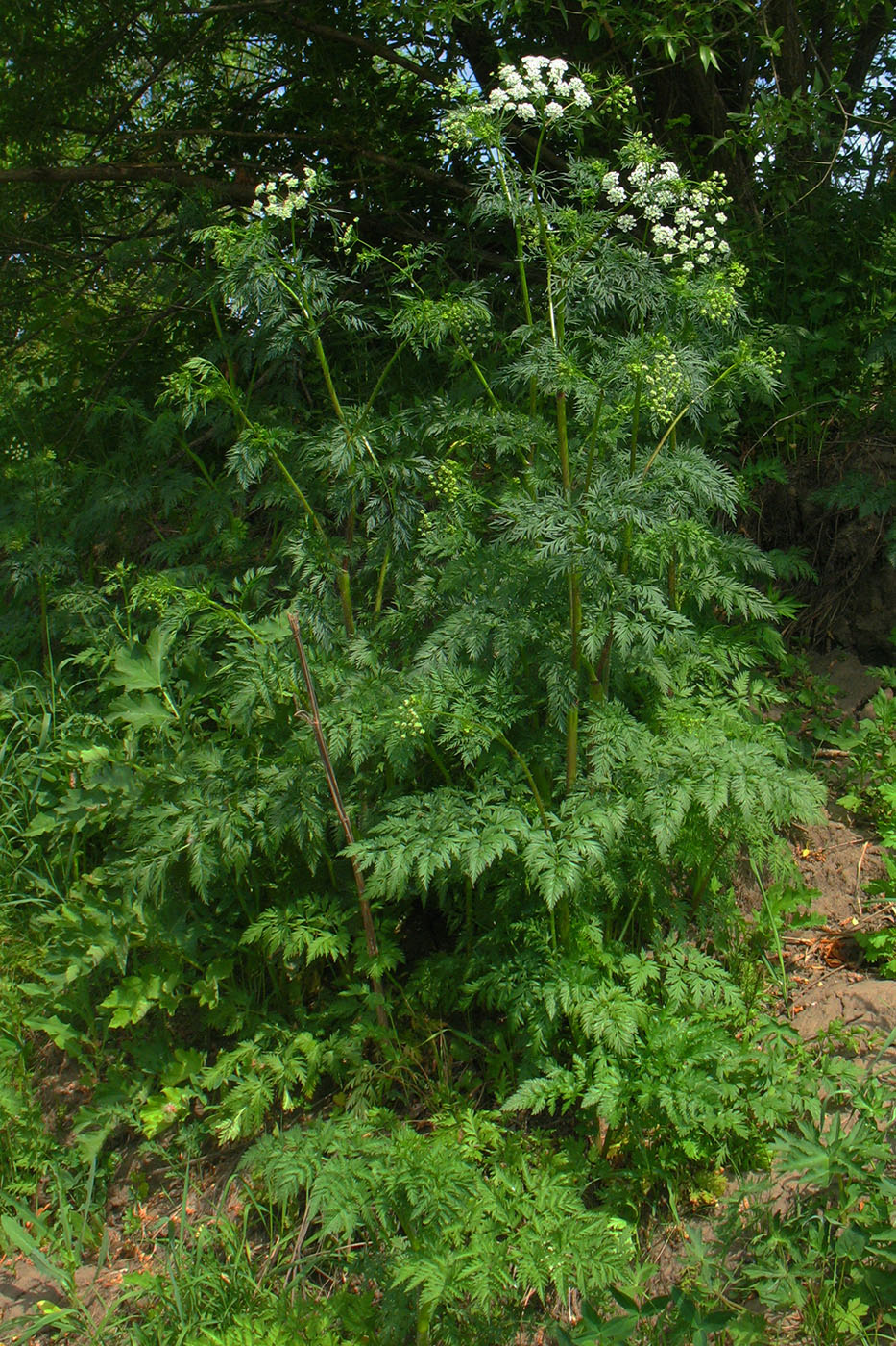 Изображение особи Chaerophyllum prescottii.