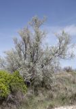 Elaeagnus oxycarpa