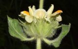Phlomoides arctiifolia. Часть соцветия и листья. Узбекистан, Кашкадарьинская обл., Китабский р-н, Китабский Государственный геологический заповедник, ≈ 1300 м н.у.м., глинистый склон. 20.05.2024.
