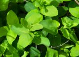 Lonicera tatarica