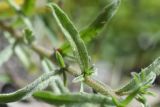 Lappula squarrosa