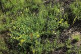Medicago falcata