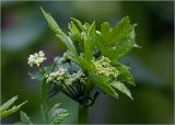 Apium graveolens. Верхушка растения с формирующимися соцветиями и листьями с каплями росы. Московская обл., Раменский р-н, окр. дер. Хрипань, садовый участок. 20.07.2024.