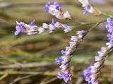 Limonium narbonense. Часть соцветия с сохранившимися и опавшими цветками. Испания, Каталония, пров. Жирона, комарка Альт-Эмпорда, муниципалитет Сан-Педро-Пескадор, устье р. Флувиа, осушенный участок маршевого луга. 19.10.2024.