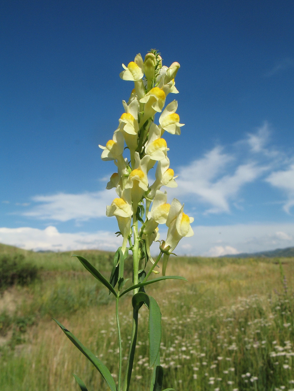 Image of Linaria acutiloba specimen.