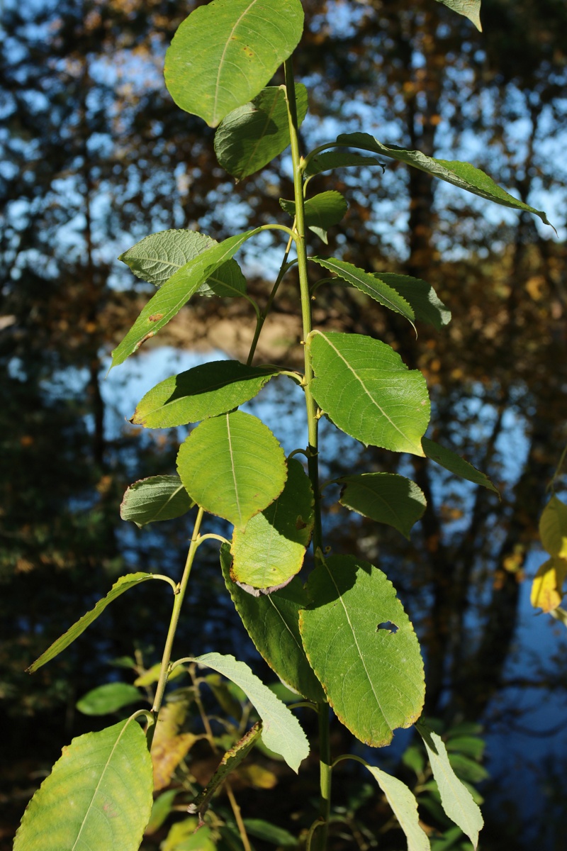 Image of Salix caprea specimen.