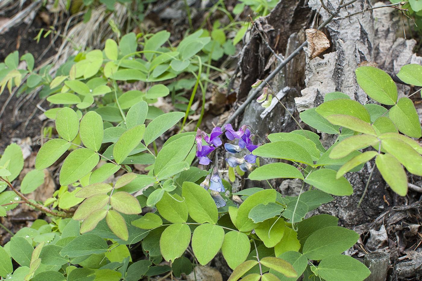 Image of Lathyrus humilis specimen.