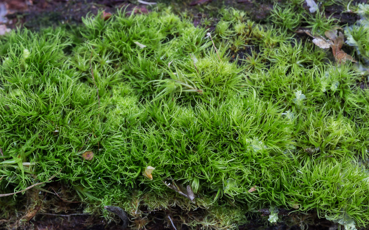 Изображение особи Dicranum brevifolium.