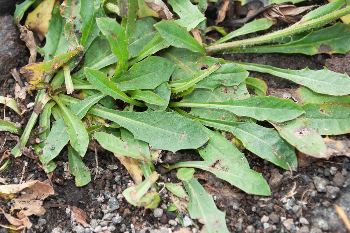 Изображение особи Crepis chrysantha.