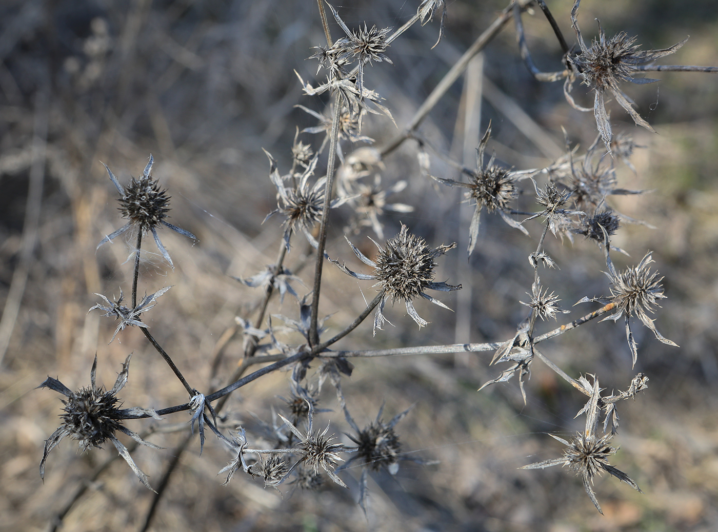 Image of Eryngium planum specimen.