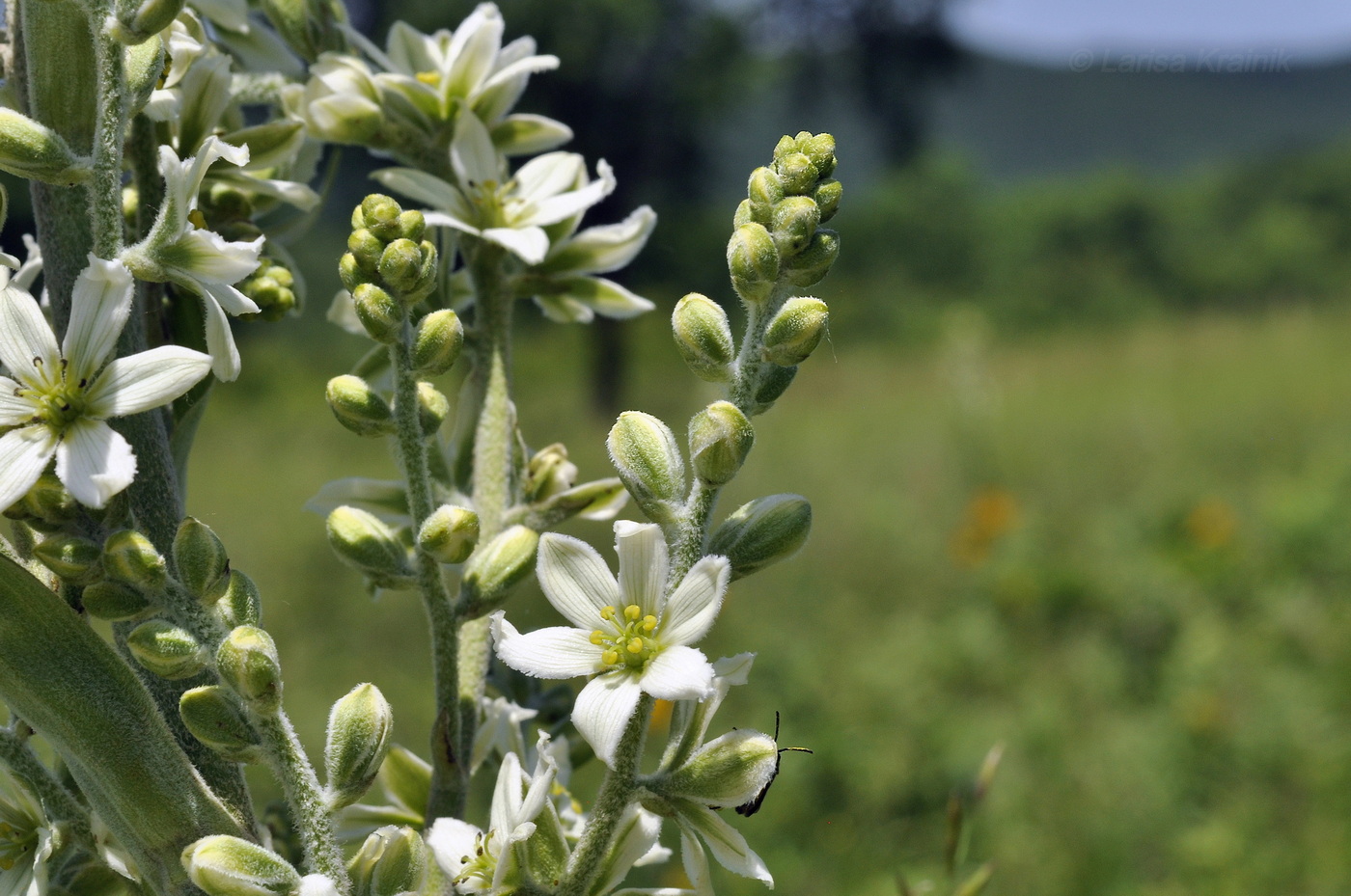 Image of Veratrum dahuricum specimen.