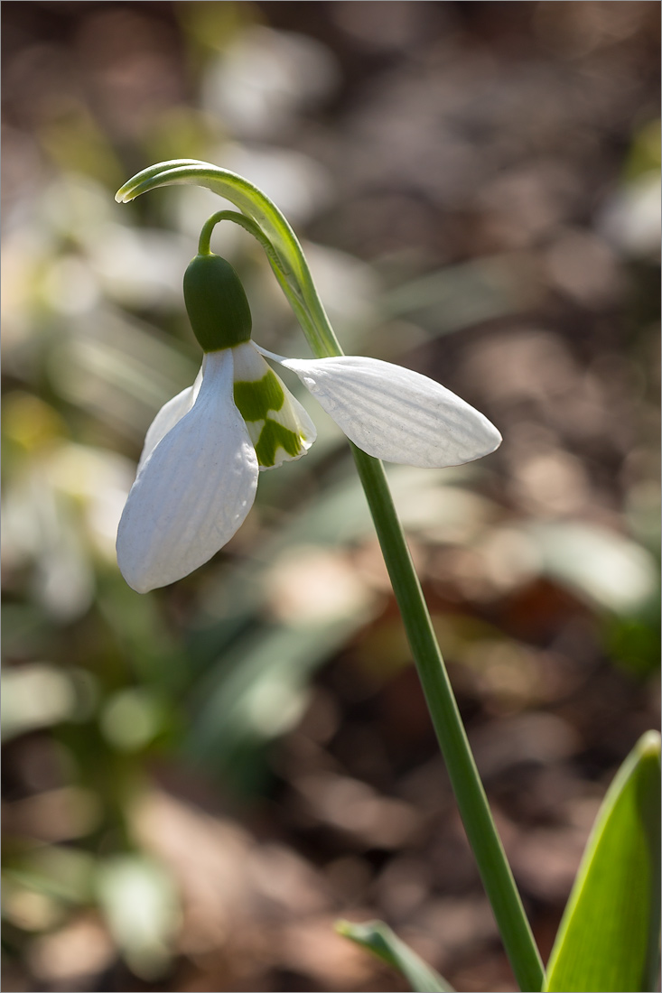 Изображение особи Galanthus elwesii.