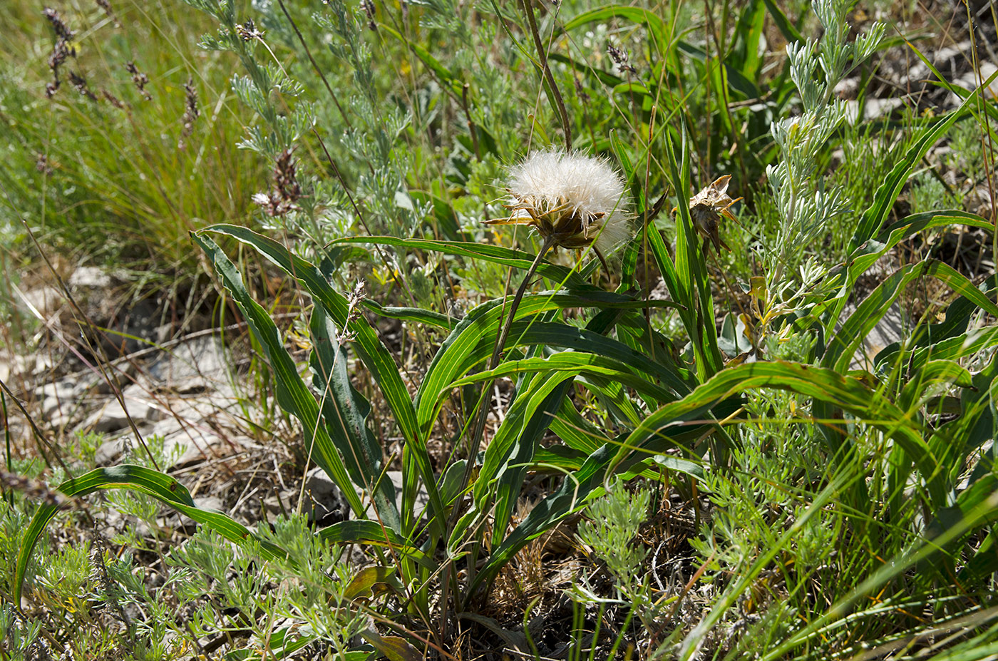 Image of Scorzonera austriaca specimen.