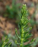 Convolvulus subhirsutus