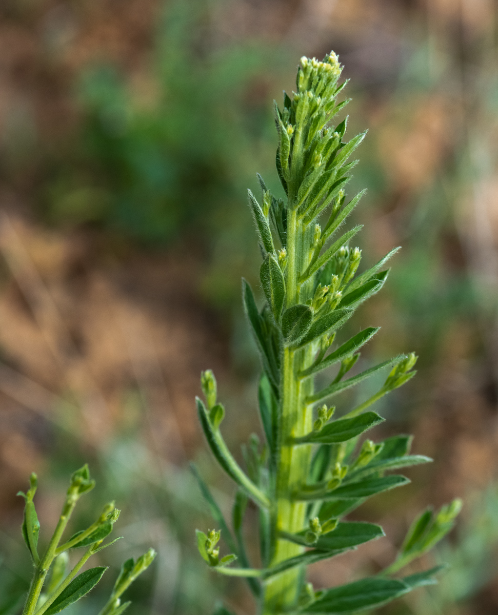 Image of Convolvulus subhirsutus specimen.