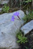 Primula halleri