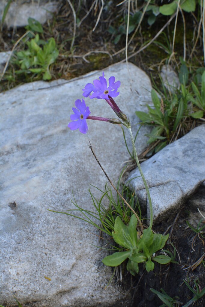 Image of Primula halleri specimen.