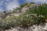 Minuartia euxina
