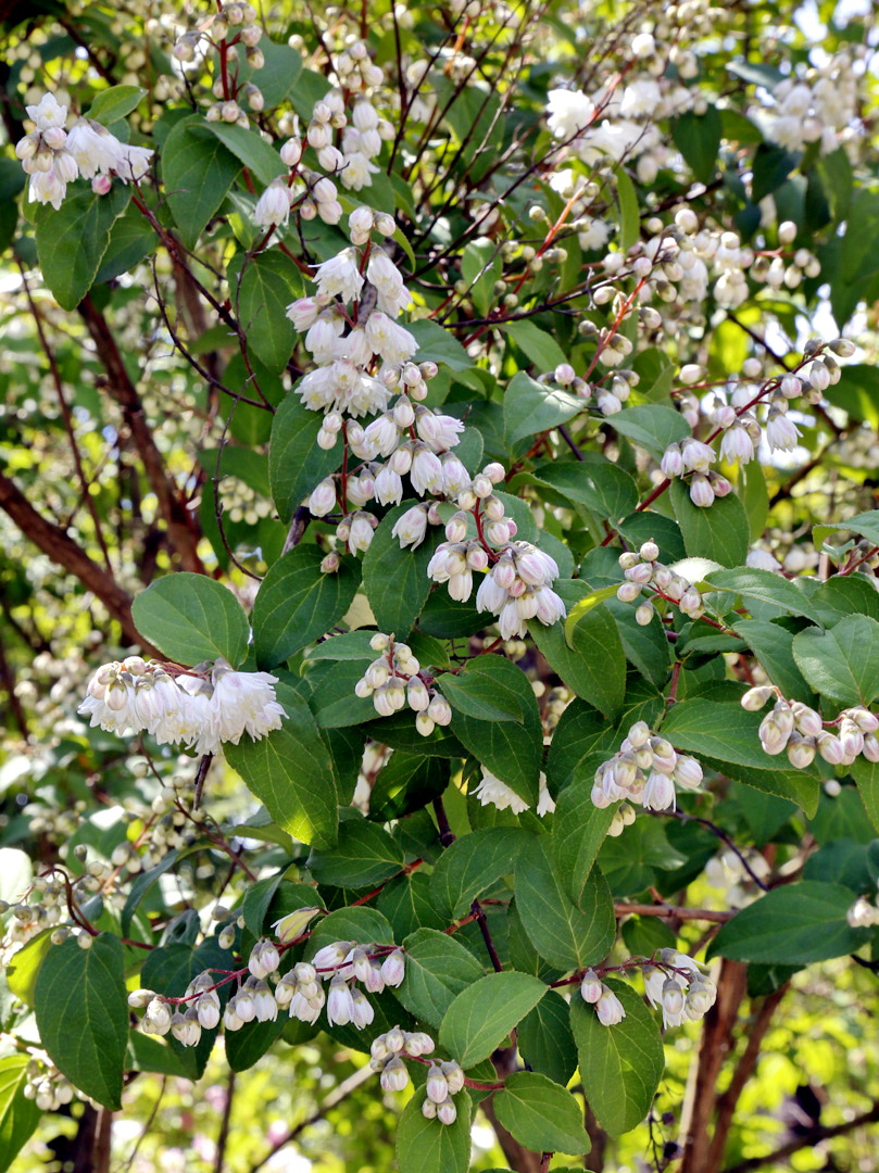 Image of Deutzia scabra specimen.