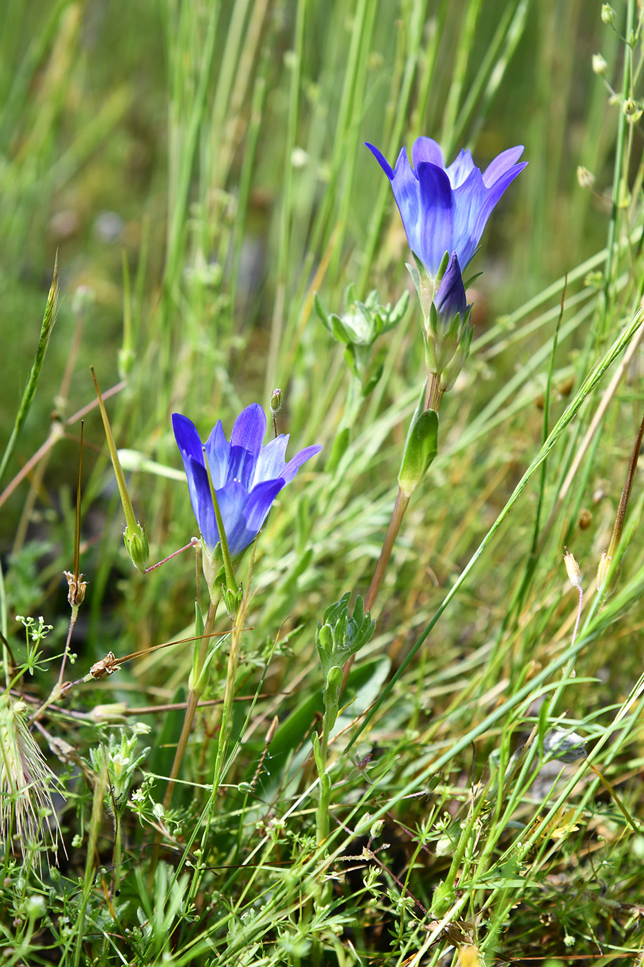 Image of Gentiana olivieri specimen.