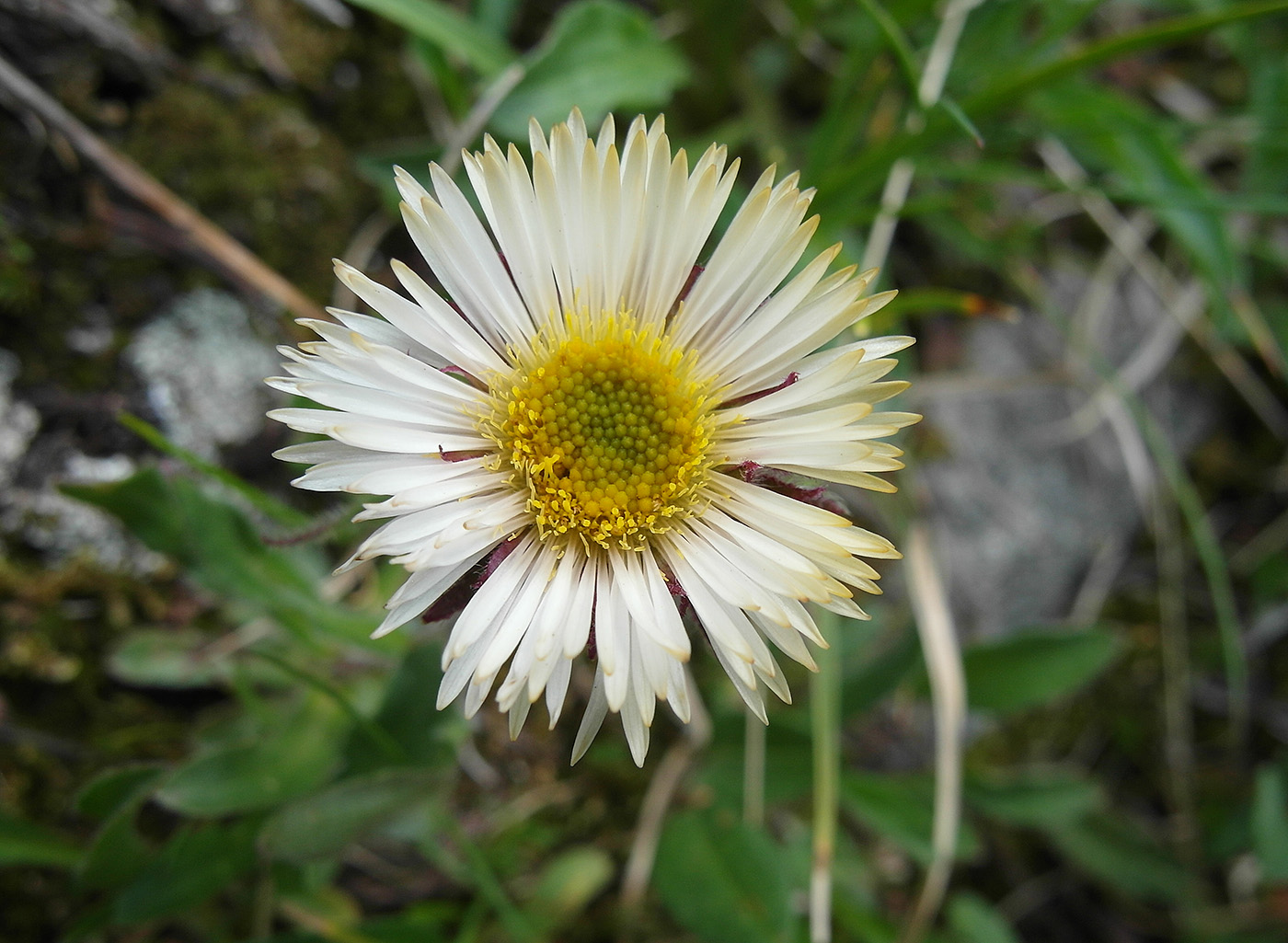 Image of genus Erigeron specimen.